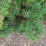 Pinus mugo Yaprak