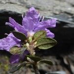 Rhododendron nivale Leaf