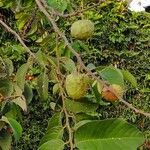 Annona cherimolaFruit