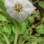 Trichodesma indicum Fleur