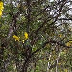 Senna silvestris Hoja
