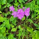 Phlox carolina Flower