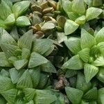 Haworthia turgida Habit
