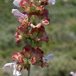 Salvia pomifera Çiçek