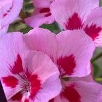 Pelargonium grandiflorum Květ