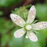 Saxifraga rotundifolia Цвят