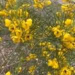 Senna artemisioides Blüte