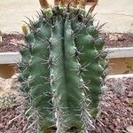 Ferocactus wislizeni برگ