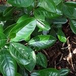 Catha edulis Φύλλο