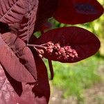 Cotinus coggygria Ostatní