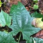 Thunbergia laurifolia Feuille