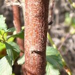 Melochia tomentosa Bark