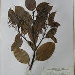 Cinnamomum glanduliferum Otro