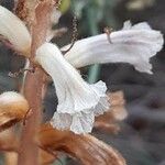 Orobanche alba Fula
