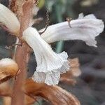 Orobanche alba Blomma