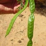 Prosopis juliflora Gyümölcs