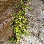 Galium tendae Flower