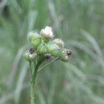 Sida linifolia Frucht