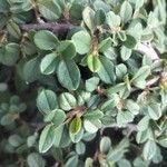 Cotoneaster microphyllusDeilen