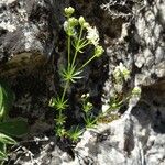 Galium anisophyllon Характер