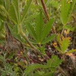 Potentilla inclinata Φύλλο