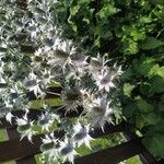Eryngium giganteum Blüte