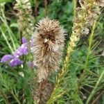 Liatris pycnostachya Fruit