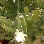 Euphorbia lactea Rusca