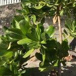 Scaevola taccada Leaf
