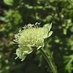 Scabiosa ochroleuca 花