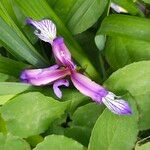 Iris graminea Floro