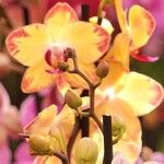 Phalaenopsis × singuliflora Habit