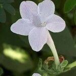 Barleria cristata फूल
