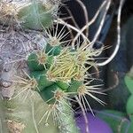 Pilosocereus pachycladus ഇല