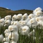 Eriophorum scheuchzeri Λουλούδι