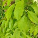 Fraxinus ornus Blad