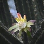 Praecereus euchlorus Bloem