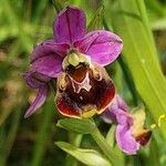 Ophrys holosericea花