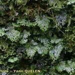 Hymenophyllum tunbrigense Іншае