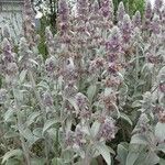 Stachys bysantinaHostoa