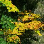 Acer saccharum Hostoa