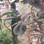 Mimusops caffra Leaf