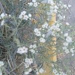 Heliotropium greggii Virág