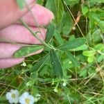 Euphorbia corollata Лист