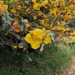Fremontodendron mexicanum Blüte