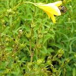 Helianthemum oelandicum Blomma