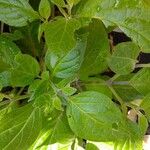 Capsicum pubescens Hoja