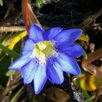 Gentiana sedifolia Květ