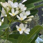 Plumeria obtusa Fiore