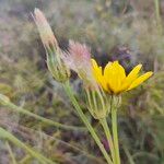 Gelasia hirsuta Flower